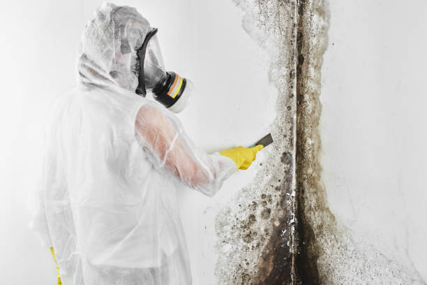 Best Comprehensive Air Testing for Mold Contaminants  in Frankfort, OH